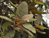 Dillenia_ferruginea.jpg