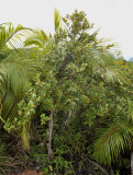 Erythroxylum_sechellarum.2.jpg