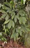 Hevea_brasiliensis.jpg