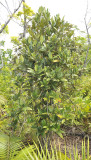 Paragenipa_lancifolia.jpg