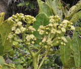 Polyscias_crassa._Closer.3.jpg