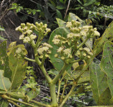Polyscias_crassa._Closer.4.jpg