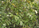 Polyscias_crassa.3.jpg
