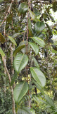 Syzygium wrightii. Branch.