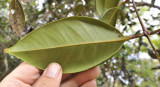 Syzygium wrightii. Leaf underside.