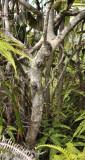 Syzygium wrightii. Trunk.