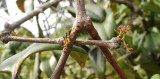 Syzygium wrightii. Young inflorescenses.