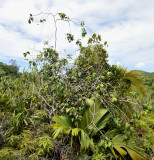 Syzygium wrightii