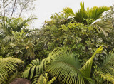 4_endemic_palms.jpg