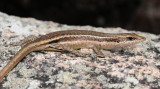 Trachylepis seychellensis