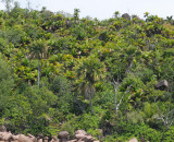 Palms_Praslin.jpg