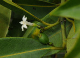 Craterispermum_microdon._Closer.jpg
