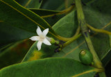 Craterispermum_microdon._Closeup.2.jpg