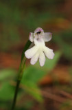 Cynorkis fastigiata. Close up.