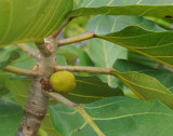 Ficus lutea. Close-up.