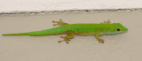 Phelsuma astriata semicarinata