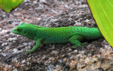Phelsuma sundbergi