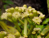 Polyscias_crassa._Closer.jpg