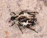 Protaetia_aurichalcea.2.jpg