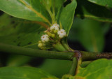 Pyrostria bibracteata. Close-up.