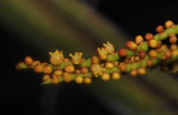 Roscheria melanochaetes. Close up.
