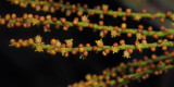 Roscheria melanochaetes
