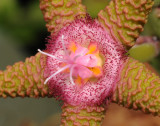 Stapelia_flavopurpurea_5.closeup.2.jpg