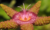 Stapelia_flavopurpurea_5.closeup.3.jpg