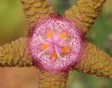 Stapelia_flavopurpurea_5.closeup.jpg