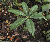 Protarum_sechellarum.jpg