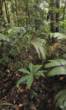 Protarum_sechellarum_in_habitat.jpg