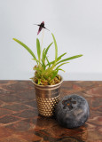 Bulbophyllum_tentaculiferum.jpg