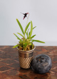 Bulbophyllum_tentaculiferum.2.jpg
