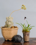 Miniature_plants.jpg