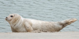 Zeehond.jpg