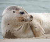 Zeehond_closeup.2.jpg