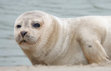 Zeehond_closeup.4.jpg