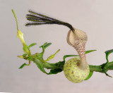 Ceropegia_simonae.jpg
