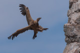 Griffon Vulture (Gyps fulvus)