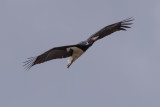 Black Stork (Ciconia nigra)