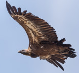 Griffon Vulture (Gyps fulvus)