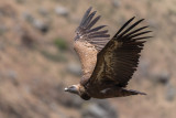 Griffon Vulture (Gyps fulvus)