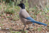 Azure winged Magpie