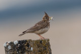 Crested Lark