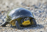 Blandings turtle