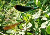 Mating pair of Beautiful Demoiselles, New Forest, Hampshire