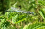 :: White-legged Damselfly ::