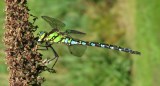 Southern Hawker