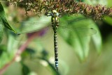 Southern Hawker