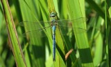 :: Emperor Dragonfly ::